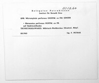 Paragymnopus perforans image
